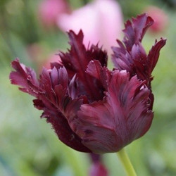 Tulip, Single Early Tulip, Single Late Tulip, Double Early Tulip, Double Late Tulip, Lily Tulip, Fringed Tulip, Greigii Tulip, Parrot Tulip, Spring Flowers